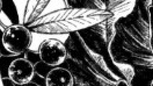 AI upscale input
